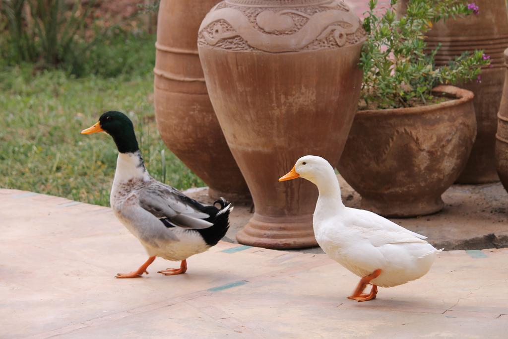 Ecolodge Bab El Oued Maroc Oasis Агд Экстерьер фото