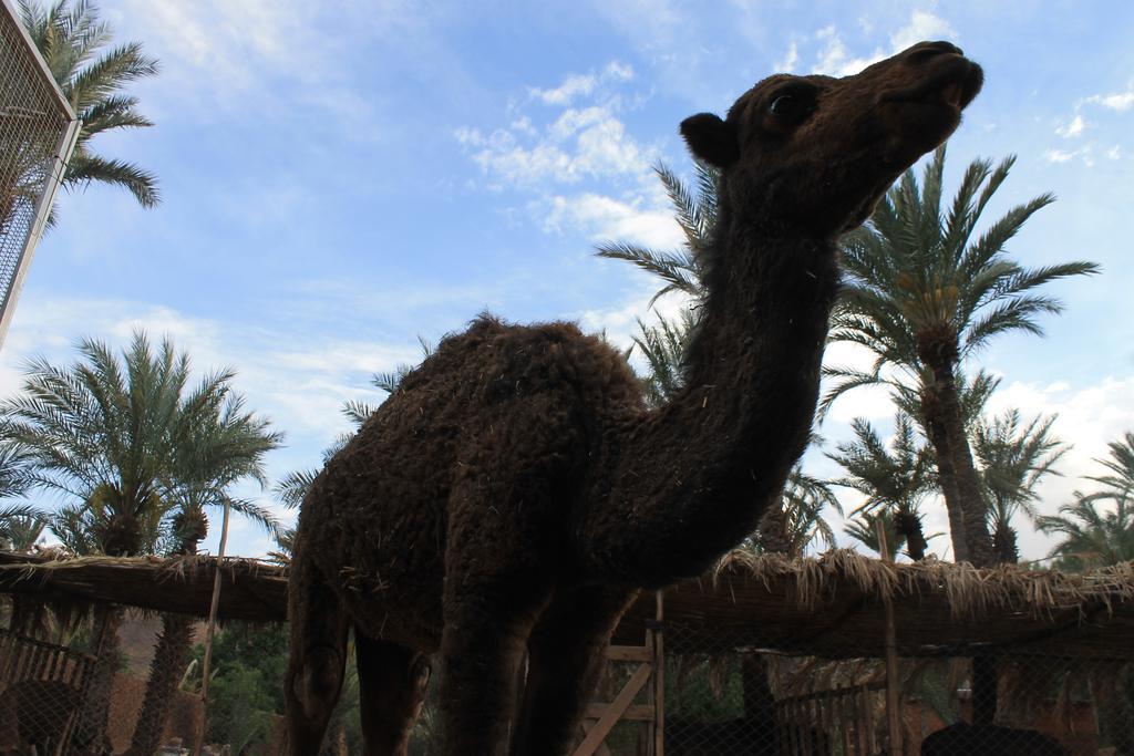 Ecolodge Bab El Oued Maroc Oasis Агд Экстерьер фото